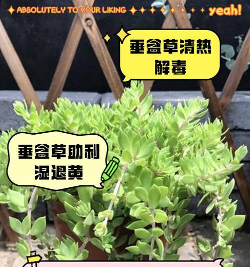 矮小襄颖草如何种植？矮小襄颖草的种植技巧是什么？