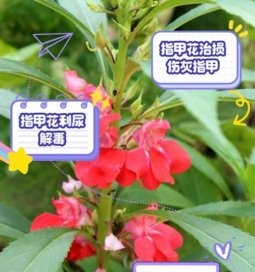 指甲草的最佳播种时间是什么时候？
