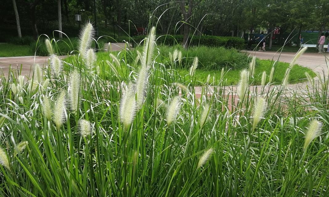 狗尾草和狼尾草的区别是什么？