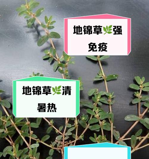 大簇补血草的种植方法是什么？如何进行繁殖？