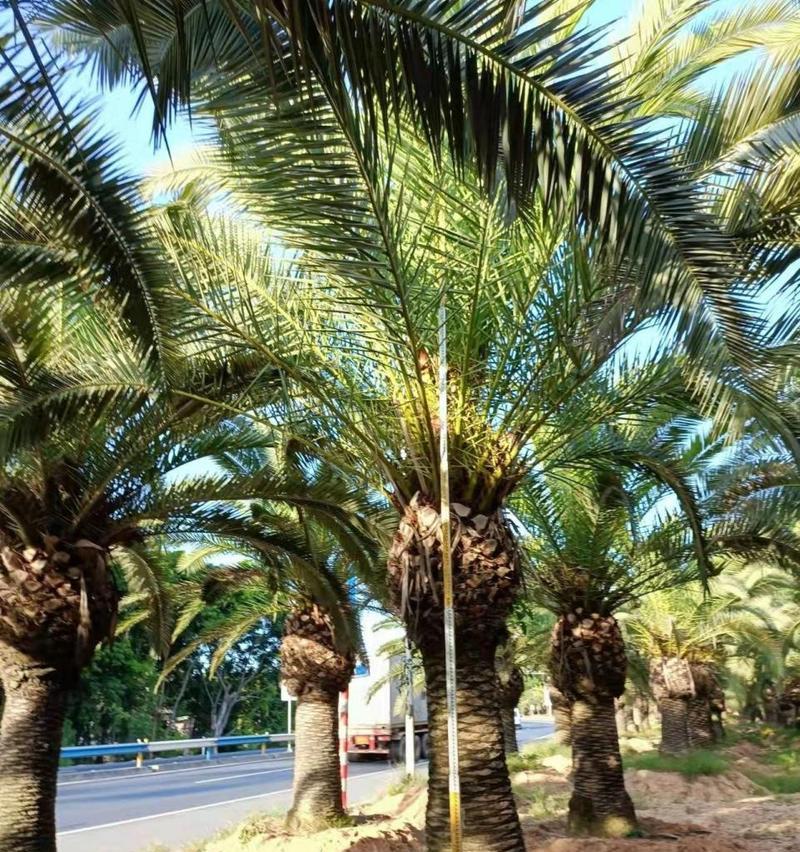 加拿利海枣如何种植？种植加拿利海枣有哪些常见问题？