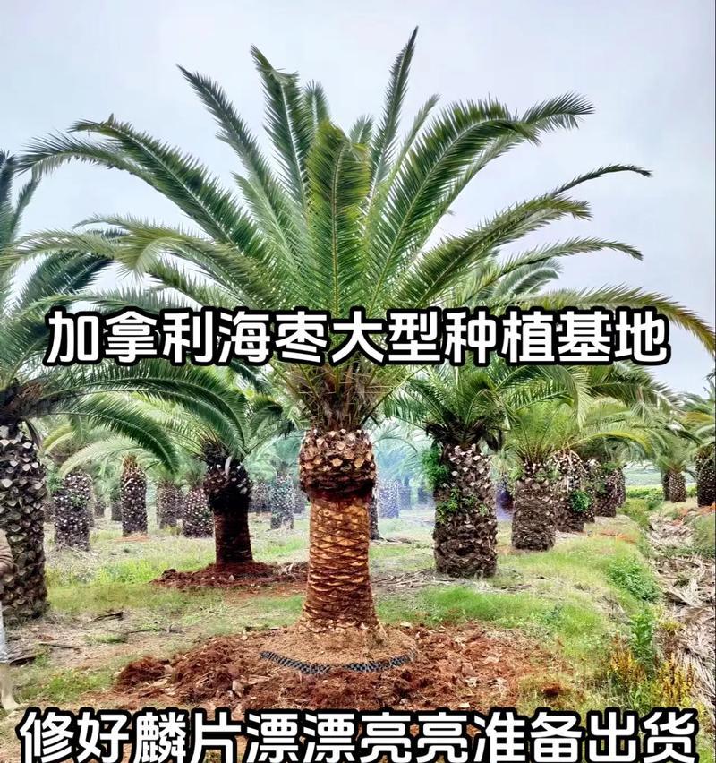 加拿利海枣如何种植？种植加拿利海枣有哪些常见问题？