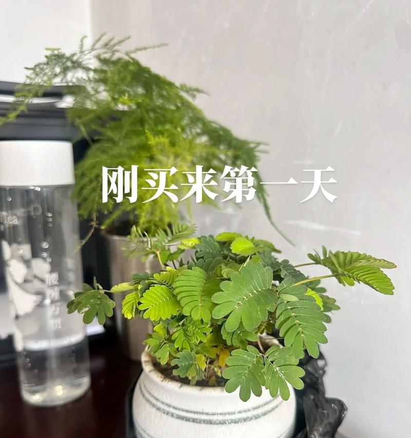 含羞草最佳种植时间是什么时候？含羞草种植时间的选择标准是什么？