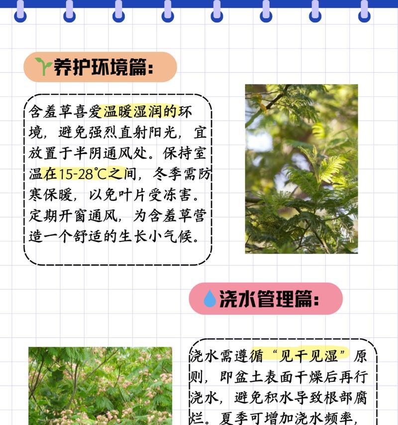 含羞草最佳种植时间是什么时候？含羞草种植时间的选择标准是什么？