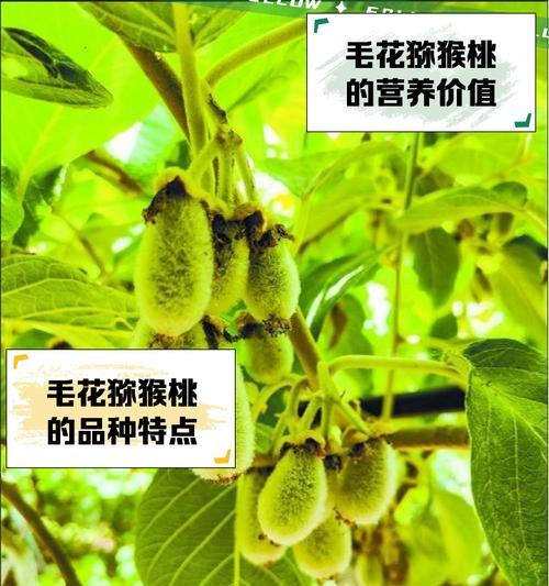 毛花猕猴桃种植需要注意什么？如何解决种植过程中的问题？