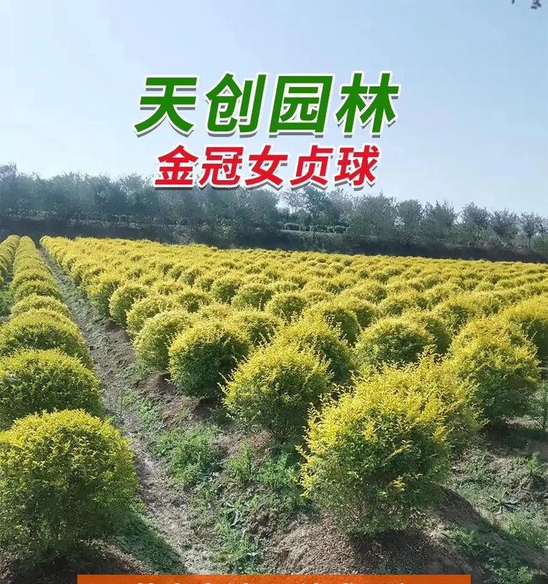 海桐球怎么种植？有哪些注意事项？