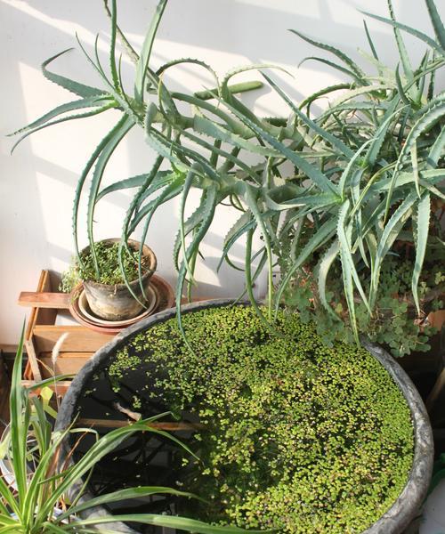 浮萍怎样种植？种植过程中需要注意什么？