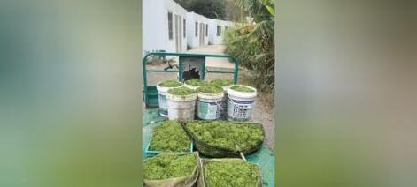 浮萍怎样种植？种植过程中需要注意什么？