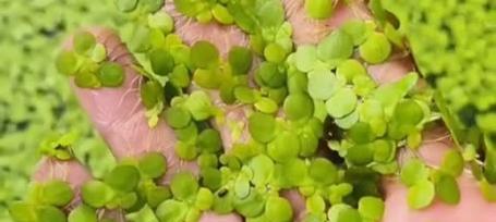 浮萍怎样种植？种植过程中需要注意什么？