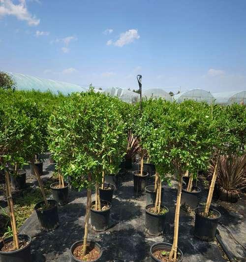 浙江地区适合种植哪些乔木？乔木种植有哪些注意事项？