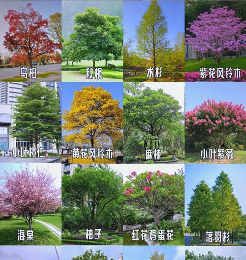 浙江地区适合种植哪些乔木？乔木种植有哪些注意事项？