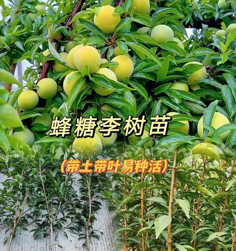 李树如何种植？种植李树有哪些技巧？