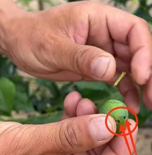 李树如何种植？种植李树有哪些技巧？