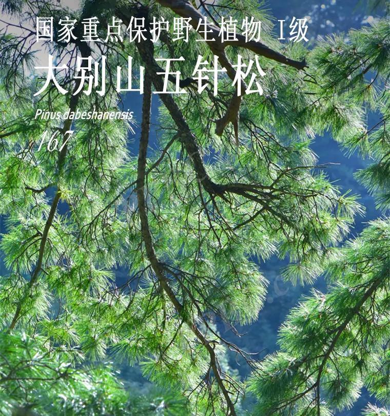 五叶松和五针松有什么区别？它们的生长习性相同吗？