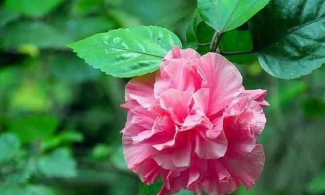 芙蓉花的最佳播种时间是什么时候？播种前需要准备什么？
