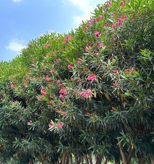 夹竹桃怎样种植？夹竹桃种植有哪些注意事项？