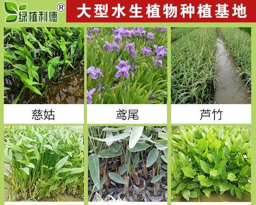 水生美人蕉怎样种植？种植过程中需要注意什么？