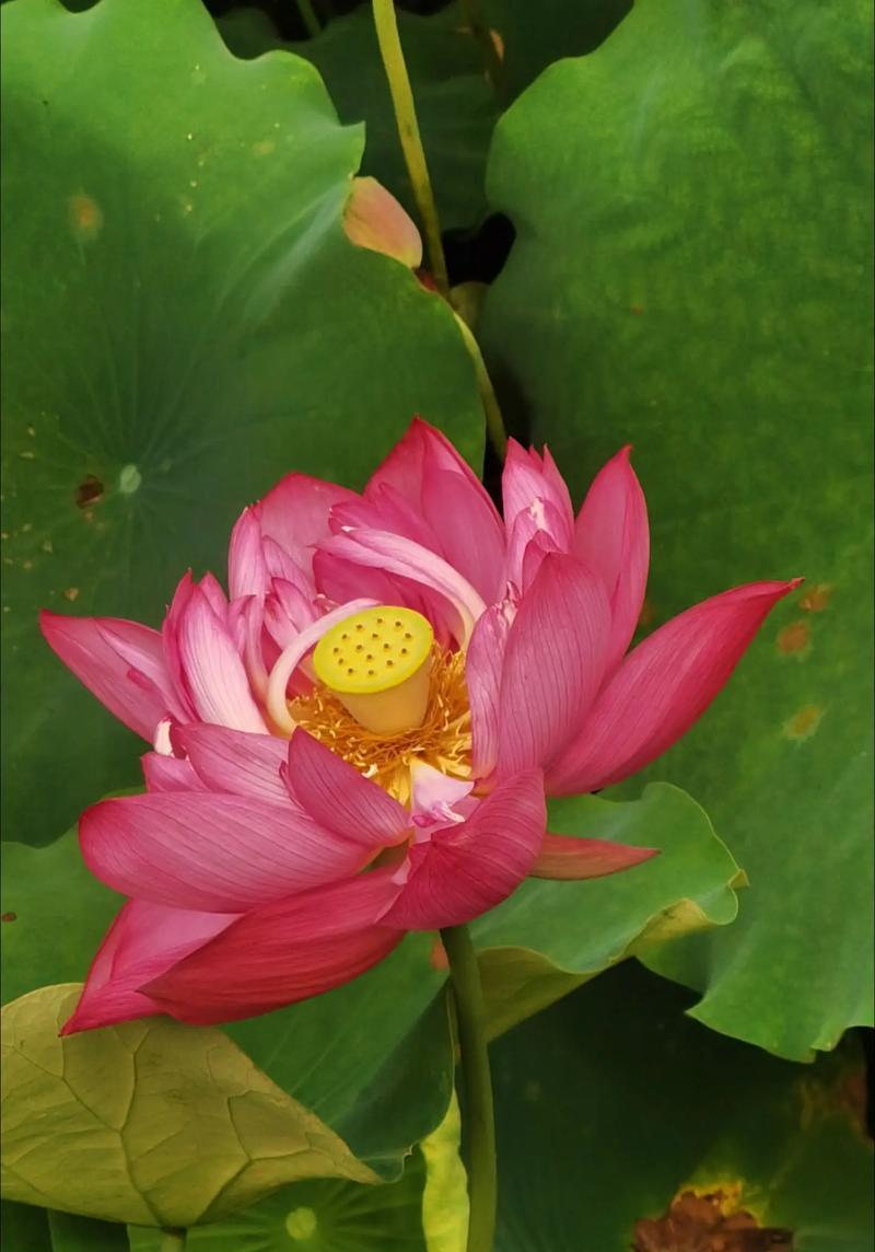 南方荷花的开花季节是什么时候？