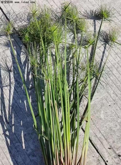 埃及莎草如何种植？种植过程中需要哪些特别照顾？