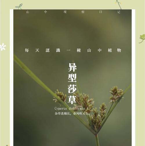 埃及莎草如何种植？种植过程中需要哪些特别照顾？