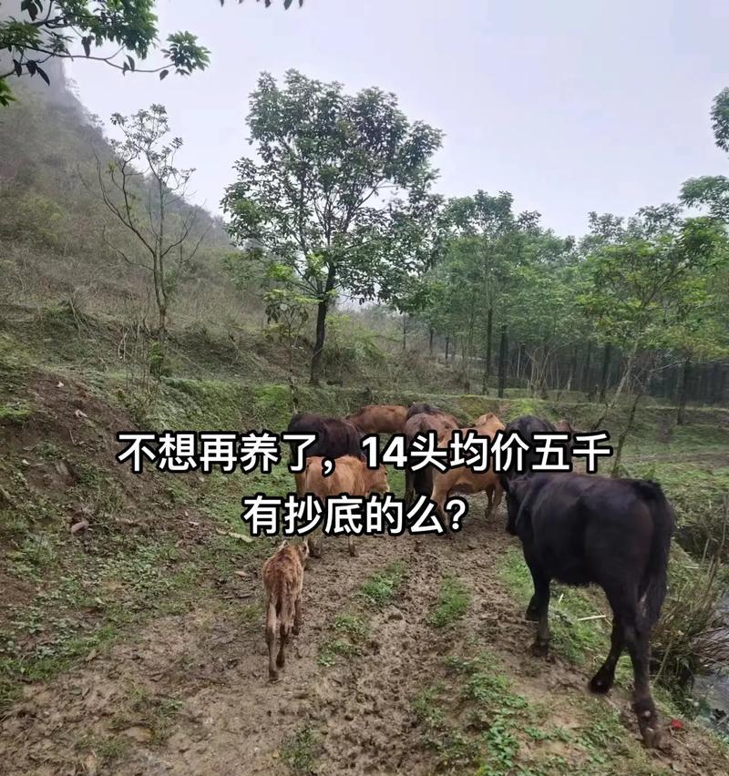 土黄牛散养需要多少亩地？如何计算土黄牛所需土地面积？