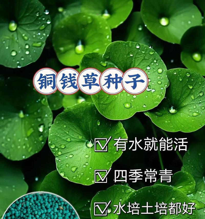 草籽播种每平米需要多少克？播种时的最佳密度是多少？