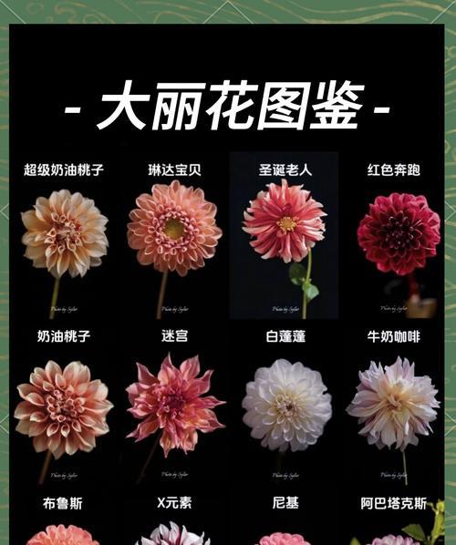 牡丹花与大丽花有何不同？如何区分它们？