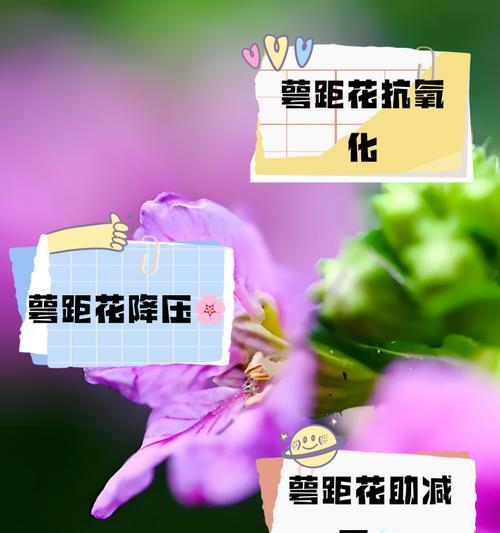 萼距花如何种植？萼距花的种植技巧有哪些？