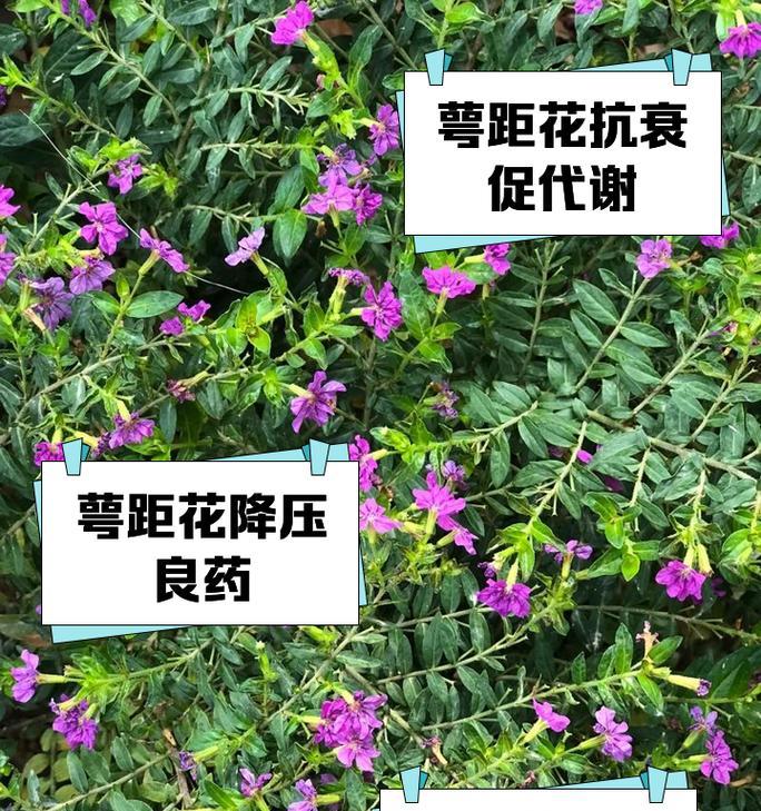 萼距花如何种植？萼距花的种植技巧有哪些？