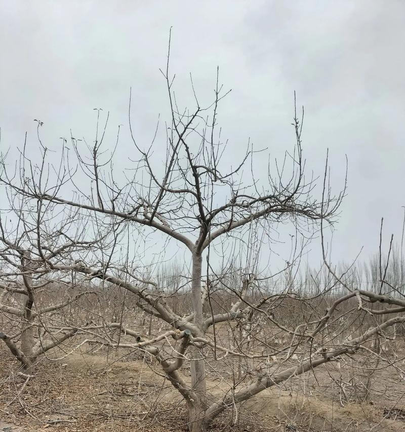 三月苹果树如何管理？有哪些技术要点？