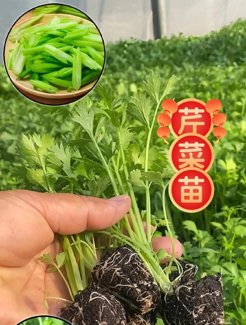 柳叶芹如何种植？种植过程中应注意哪些问题？