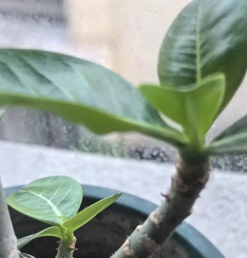 沙漠玫瑰怎么养殖？养殖沙漠玫瑰有哪些技巧和注意事项？