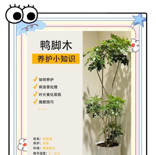 观光木的种植要点有哪些？如何进行有效的观光木养护？