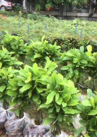 观光木的种植要点有哪些？如何进行有效的观光木养护？