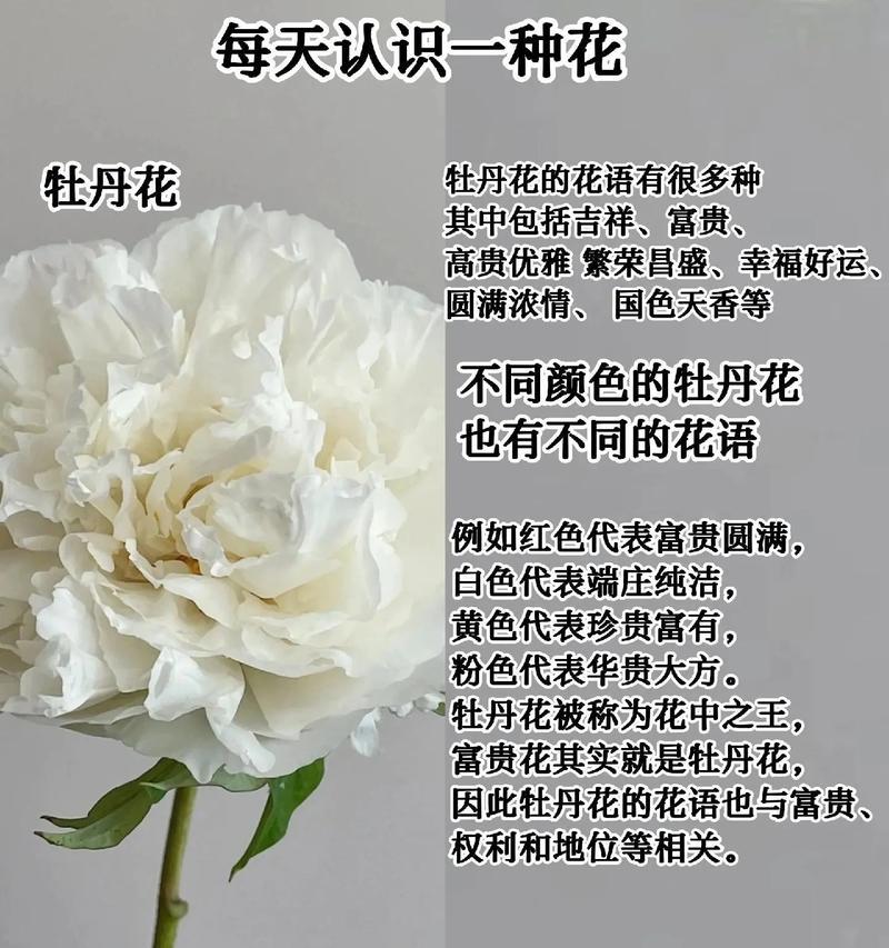 牡丹的品质和精神体现在哪些方面？