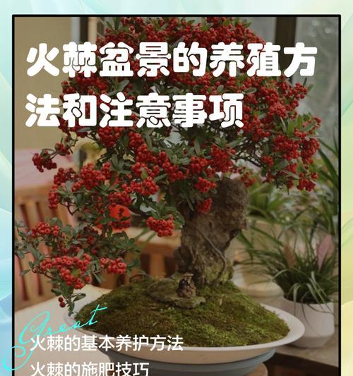 火棘如何种植？火棘的种植和管理有哪些要点？