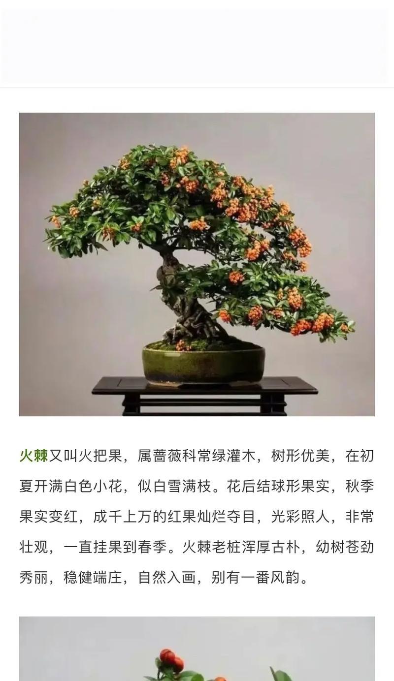 火棘如何种植？火棘的种植和管理有哪些要点？