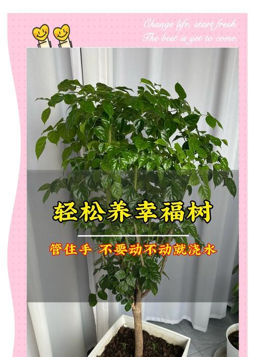 树苗需要多久才能长大？如何促进树苗快速成长？