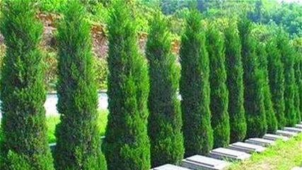 坟地适合种植哪些树种？种植时应注意什么问题？