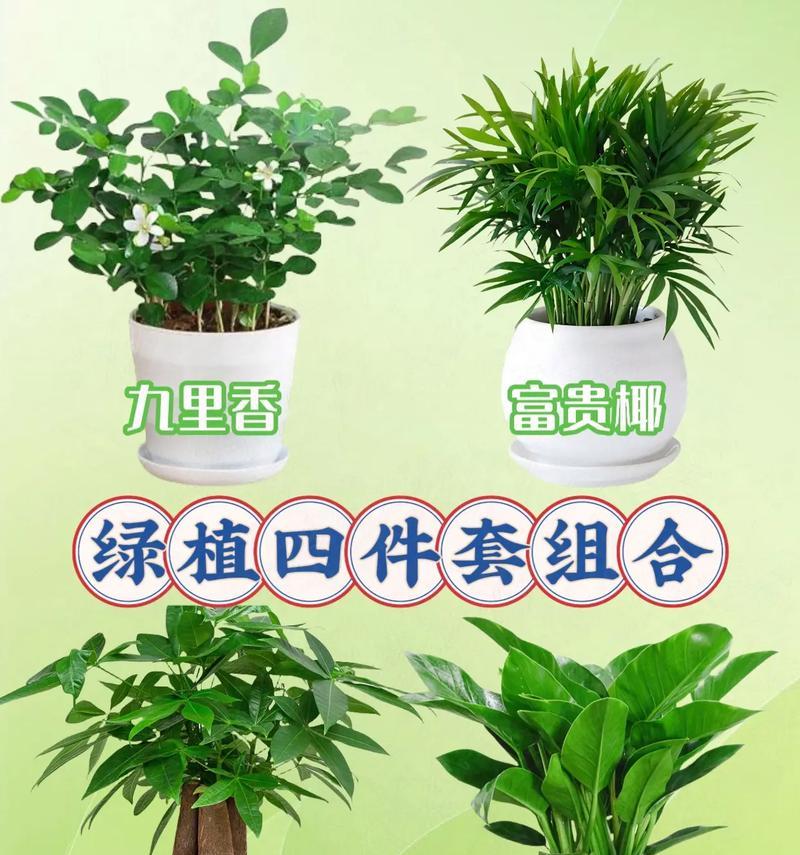 四季青怎么种植？四季青的养护要点有哪些？