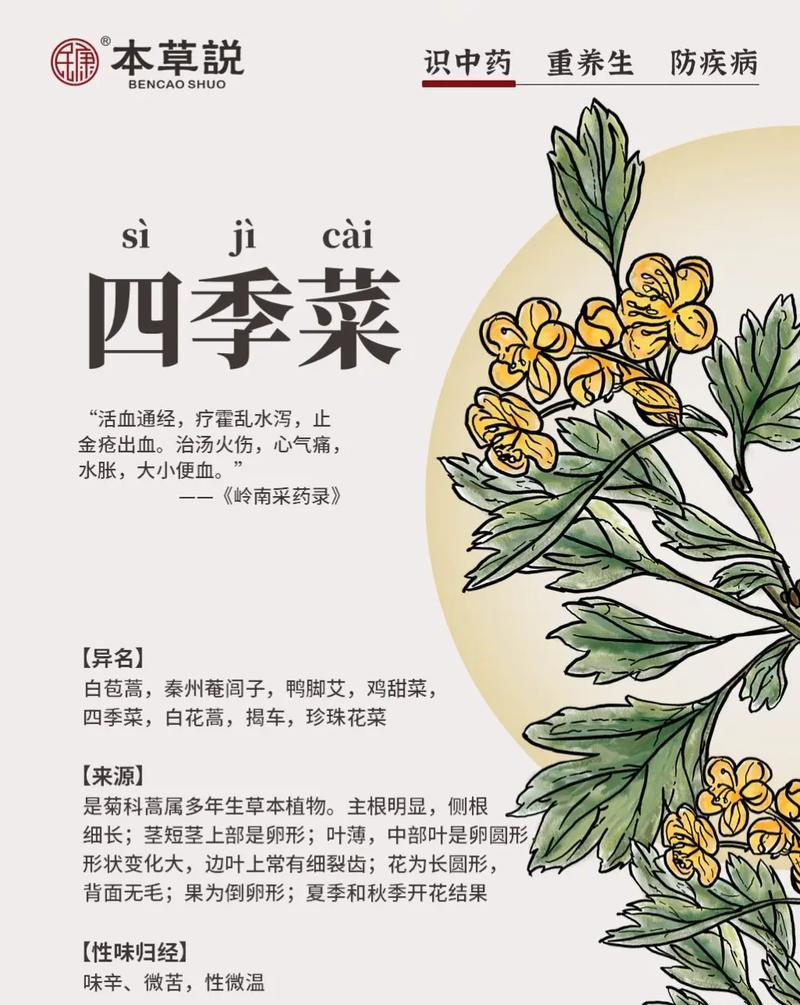 四季青怎么种植？四季青的养护要点有哪些？