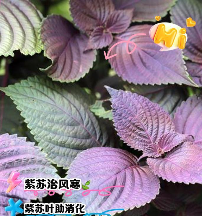 紫苏种子种植前泡水有必要吗？泡水对发芽有何影响？