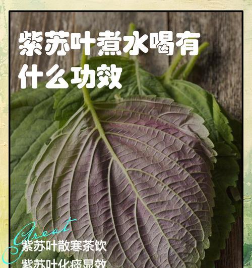 紫苏种子种植前泡水有必要吗？泡水对发芽有何影响？