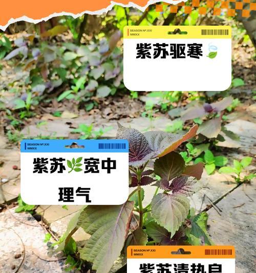 紫苏种子种植前泡水有必要吗？泡水对发芽有何影响？