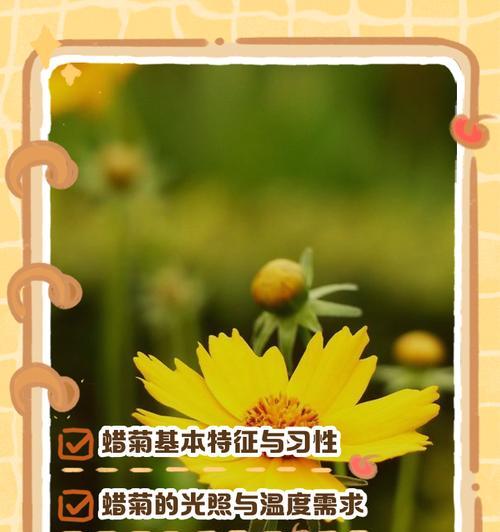 蜡菊种植过程中应该注意什么？