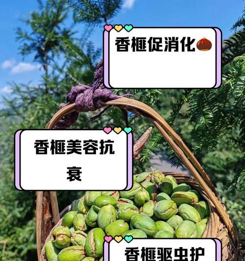 香榧如何种植？种植过程中需要注意什么？
