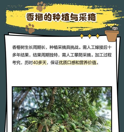 香榧如何种植？种植过程中需要注意什么？