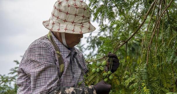 香榧如何种植？种植过程中需要注意什么？