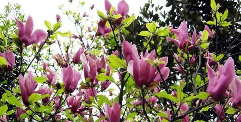 光叶拟单性木兰的种植要点是什么？如何进行养护管理？