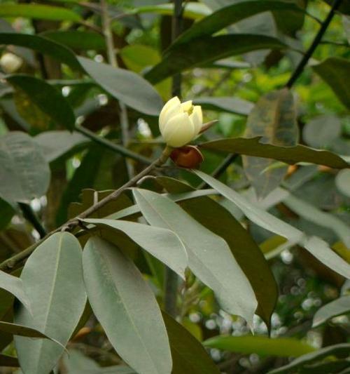 光叶拟单性木兰的种植要点是什么？如何进行养护管理？